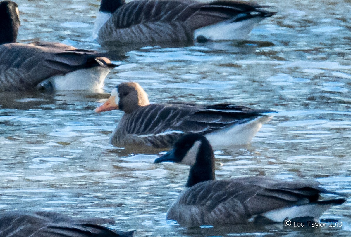 Greater White-fronted Goose - Debbie & Lou Taylor