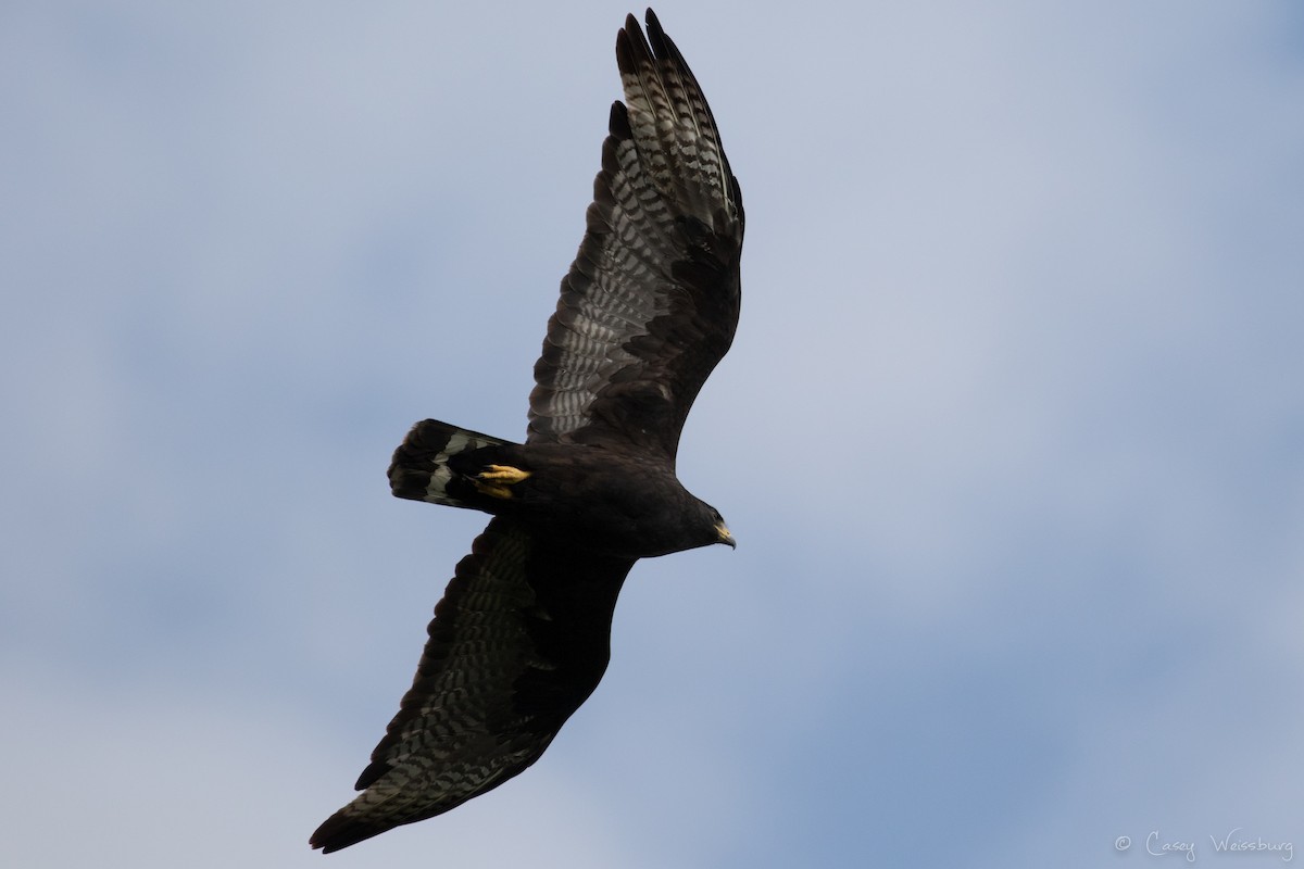Zone-tailed Hawk - Casey Weissburg