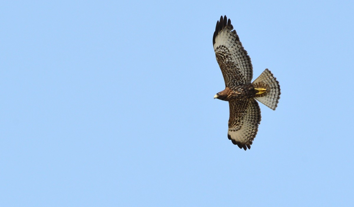 Short-tailed Hawk - Antonio Robles