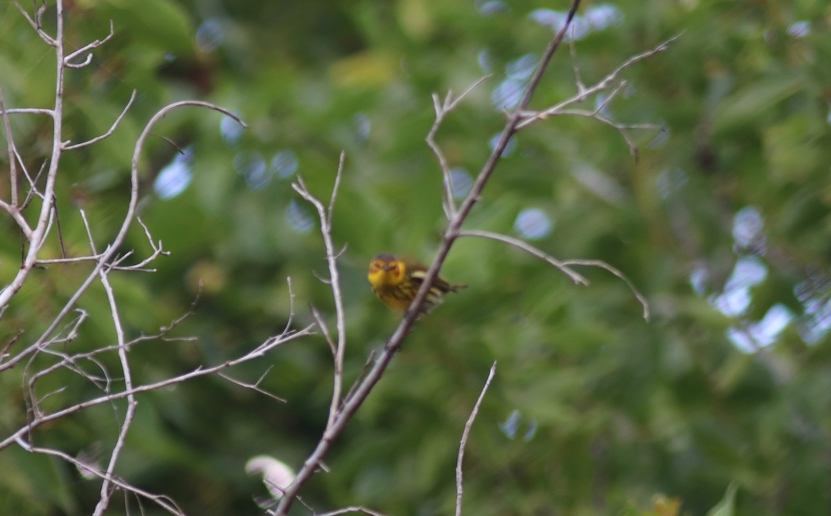 Cape May Warbler - ML134356071
