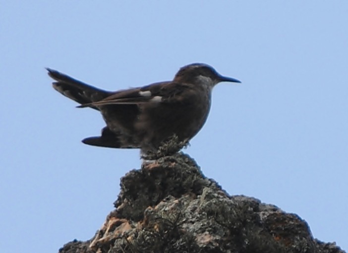 White-winged Cinclodes - ML134357671