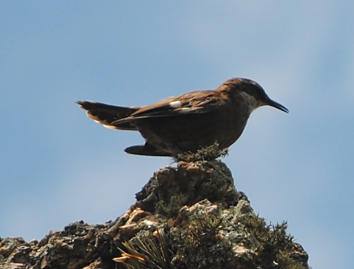 White-winged Cinclodes - ML134357711