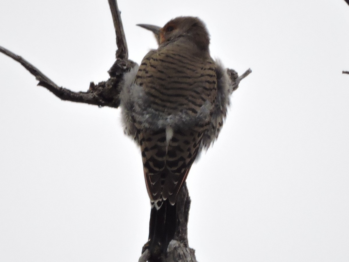 Northern Flicker (Red-shafted) - ML134357851