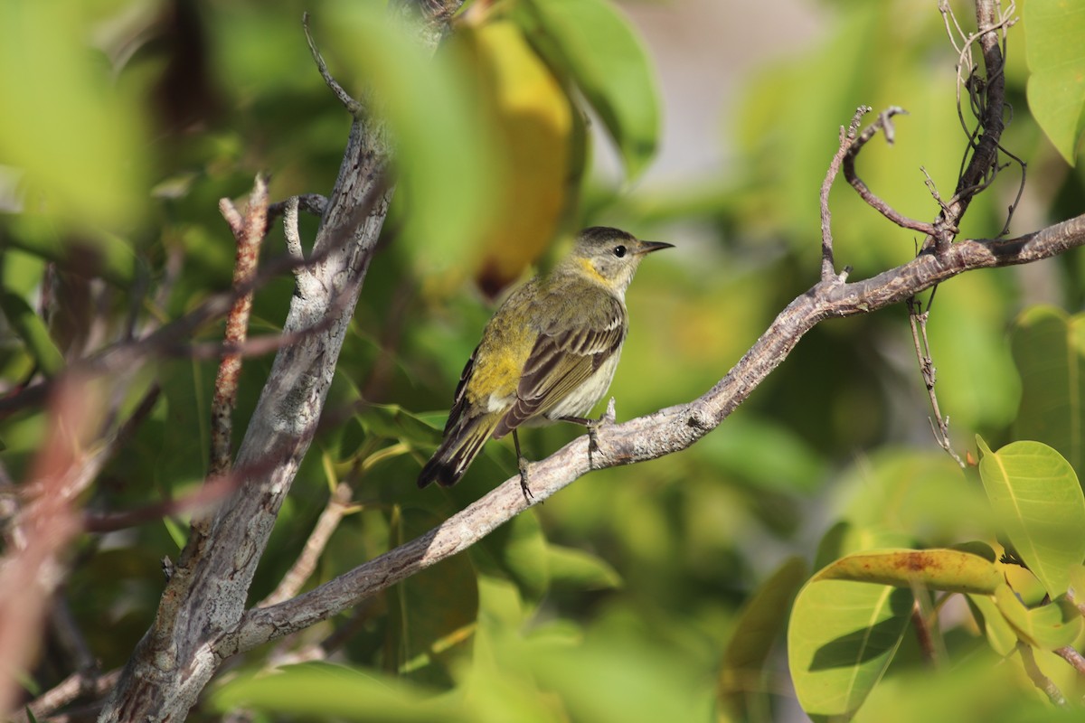 Cape May Warbler - Jessica Oswald