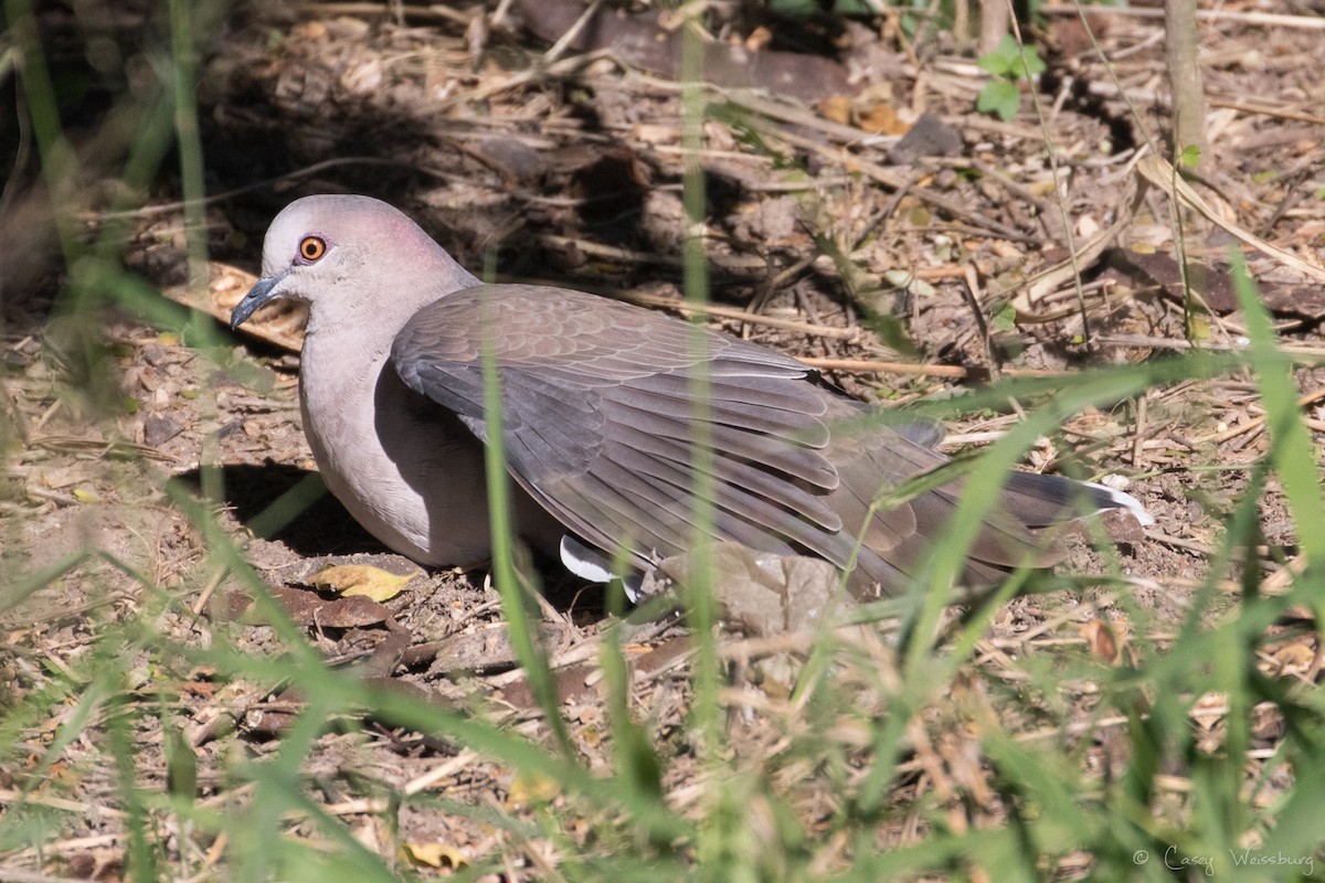 White-tipped Dove - Casey Weissburg