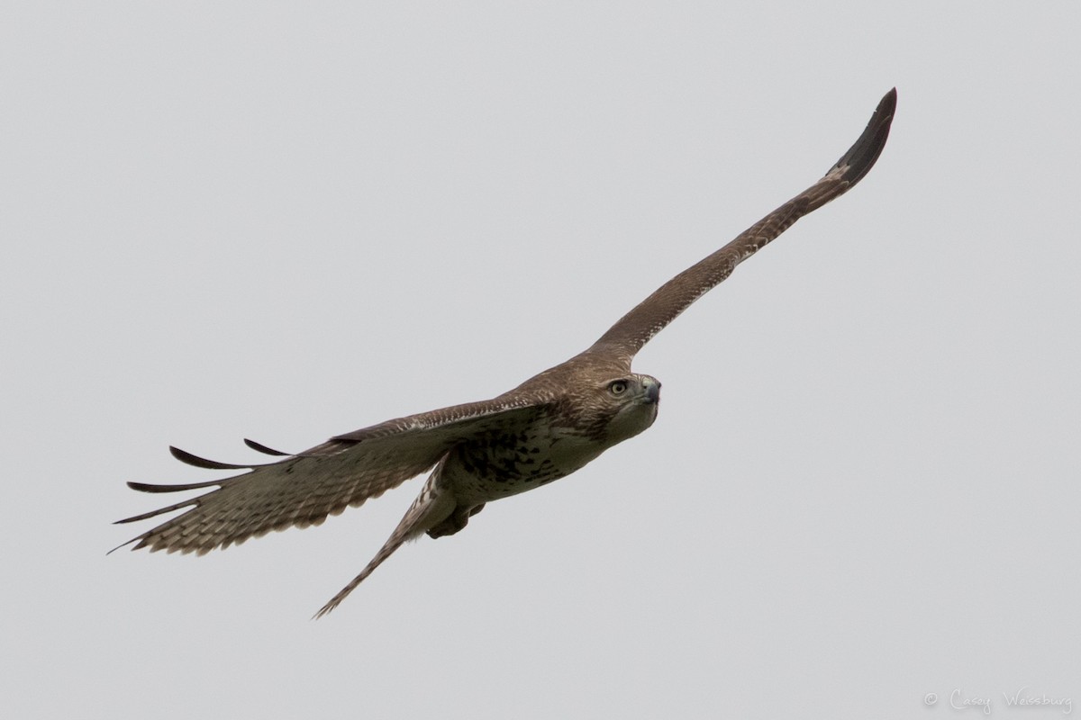 Red-tailed Hawk - Casey Weissburg
