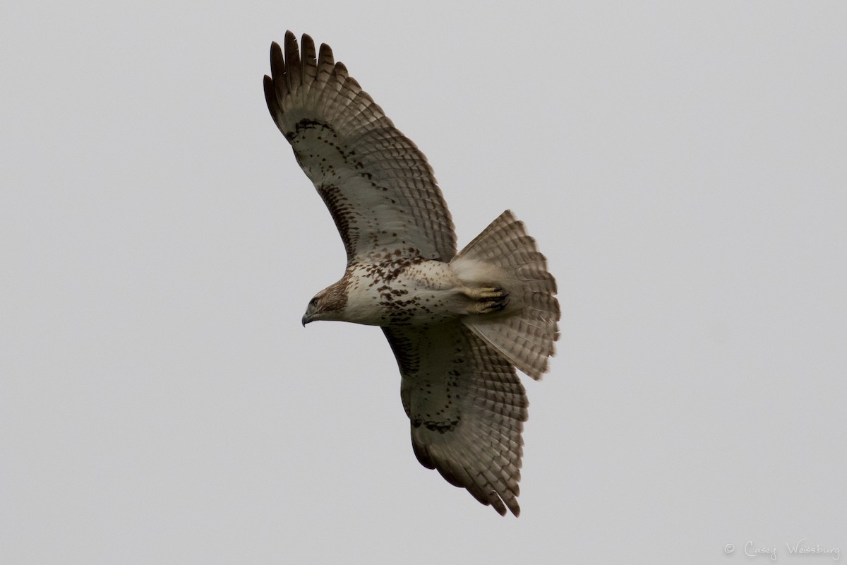 Red-tailed Hawk - ML134360121