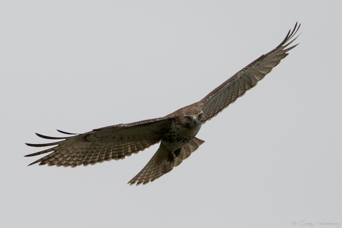 Red-tailed Hawk - ML134360161