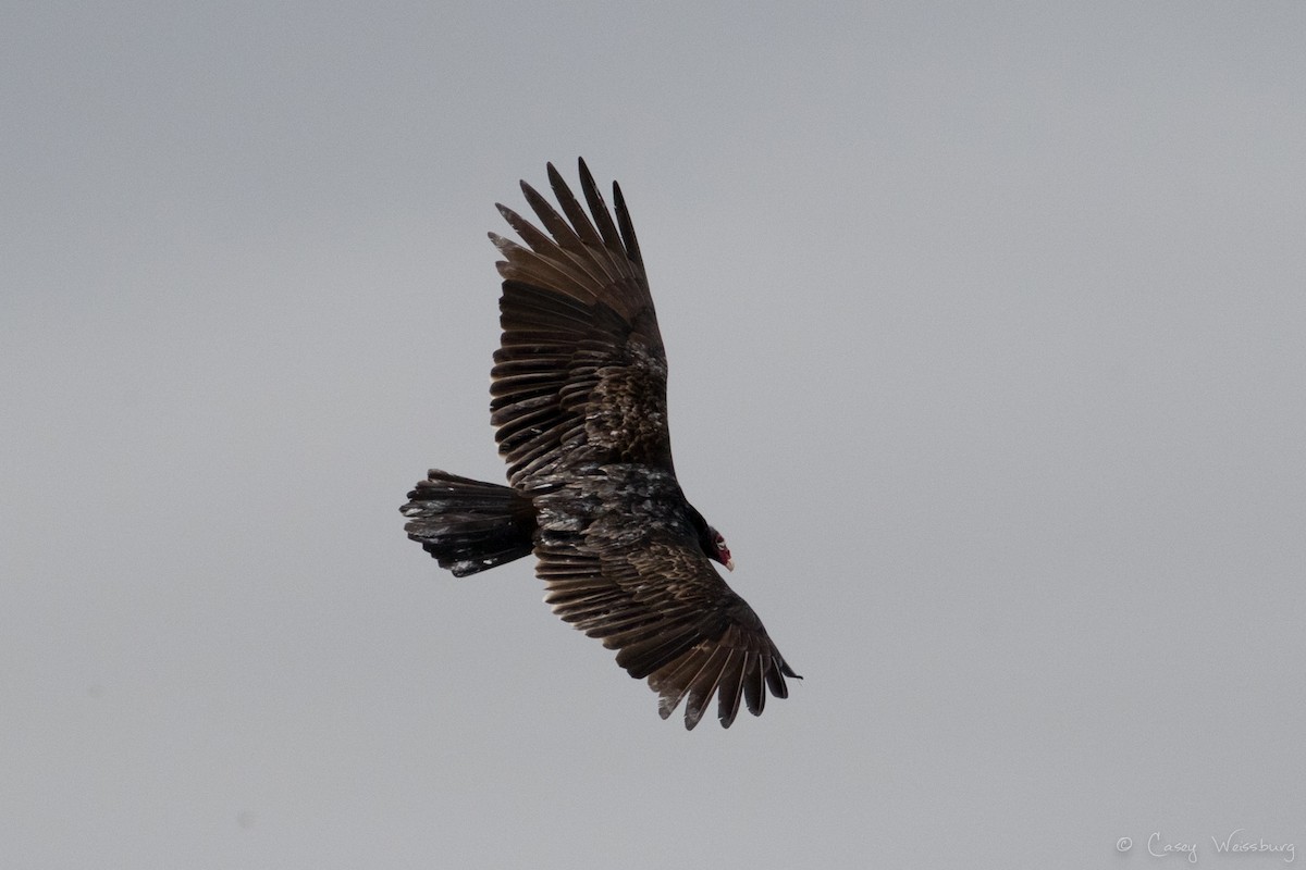 Turkey Vulture - Casey Weissburg