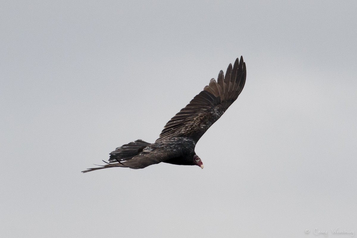 Turkey Vulture - ML134360311