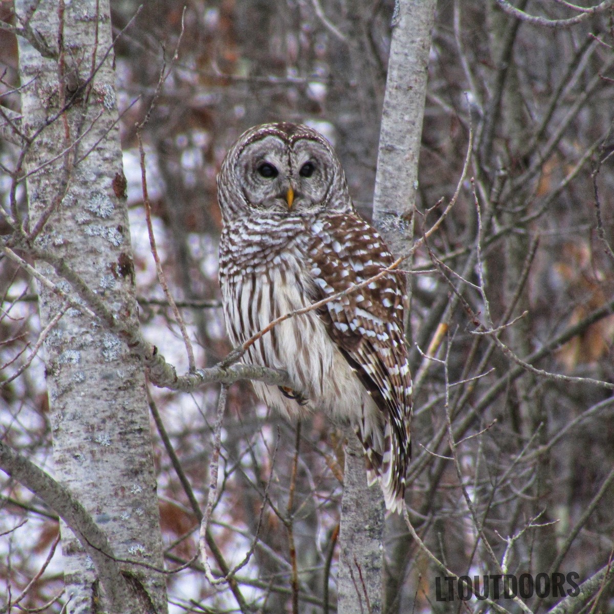 Barred Owl - Lowell Miller