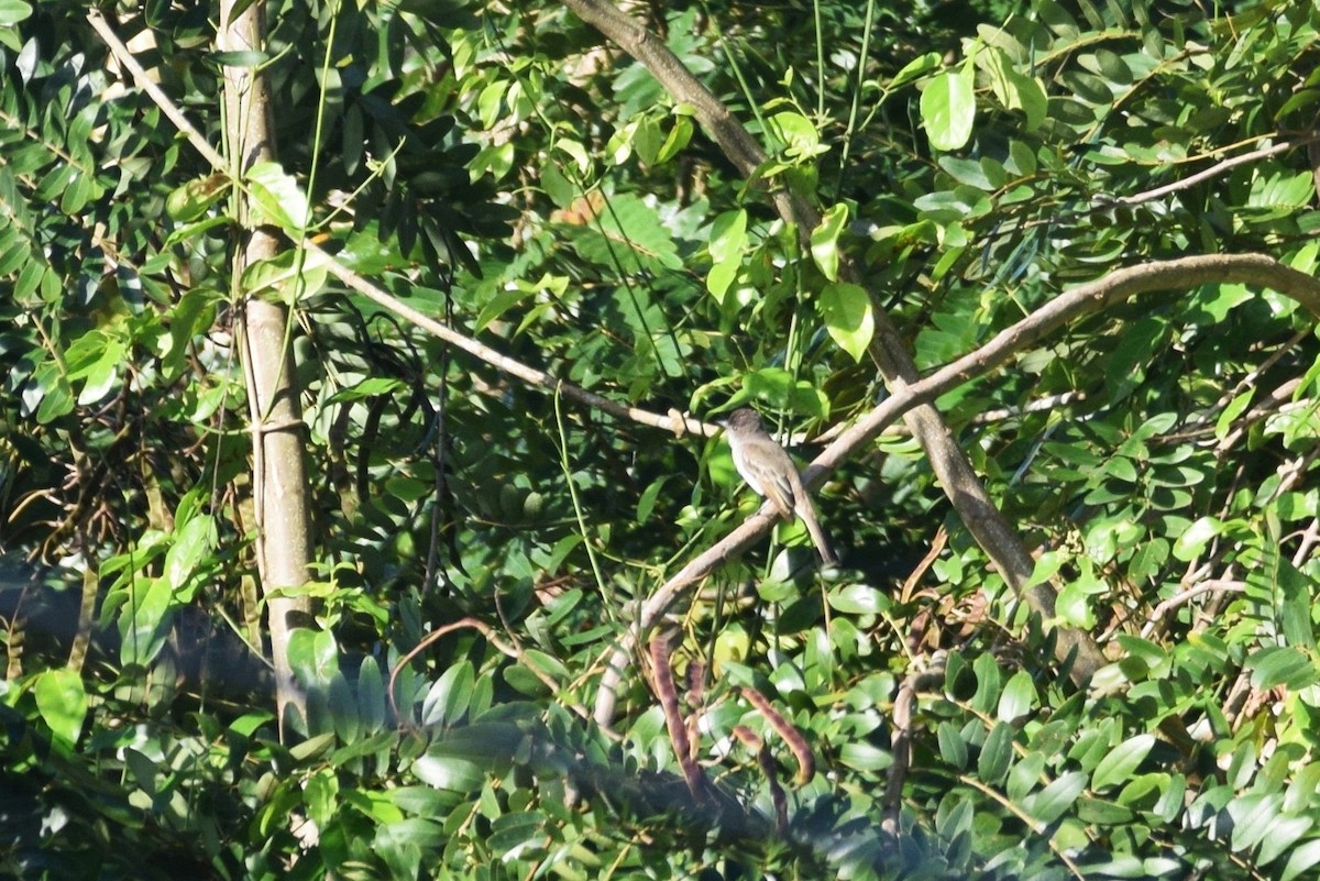 Puerto Rican Flycatcher - irina shulgina