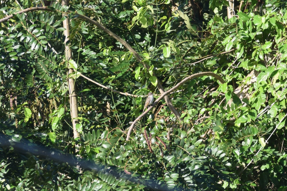 Puerto Rican Flycatcher - irina shulgina