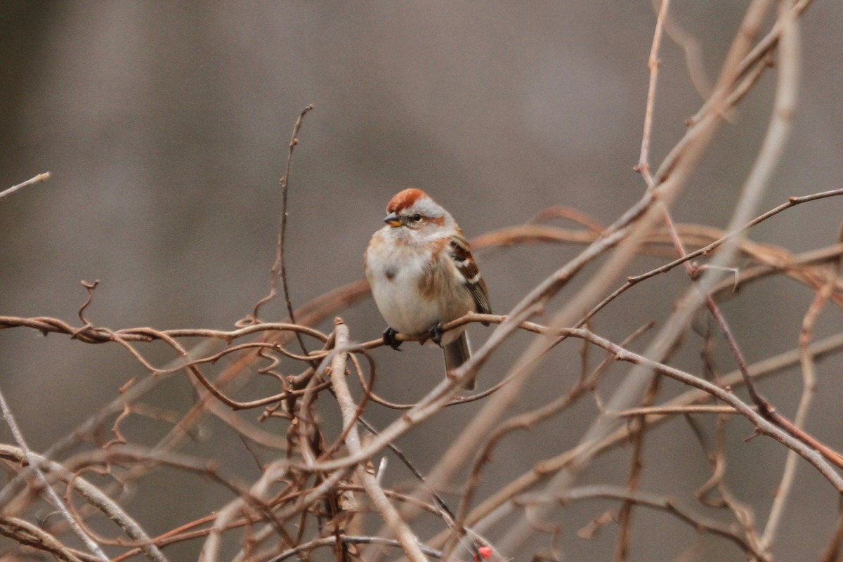 American Tree Sparrow - ryan  doherty