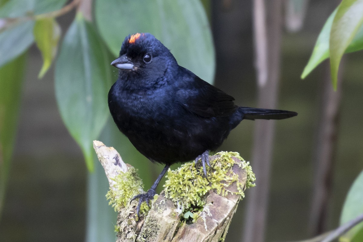 Ruby-crowned Tanager - ML134361821