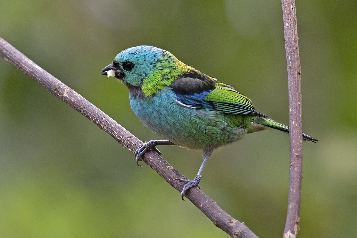 Green-headed Tanager - ML134362161