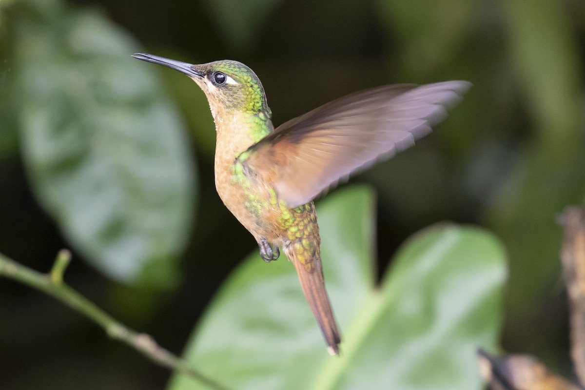 kolibřík brazilský - ML134362691