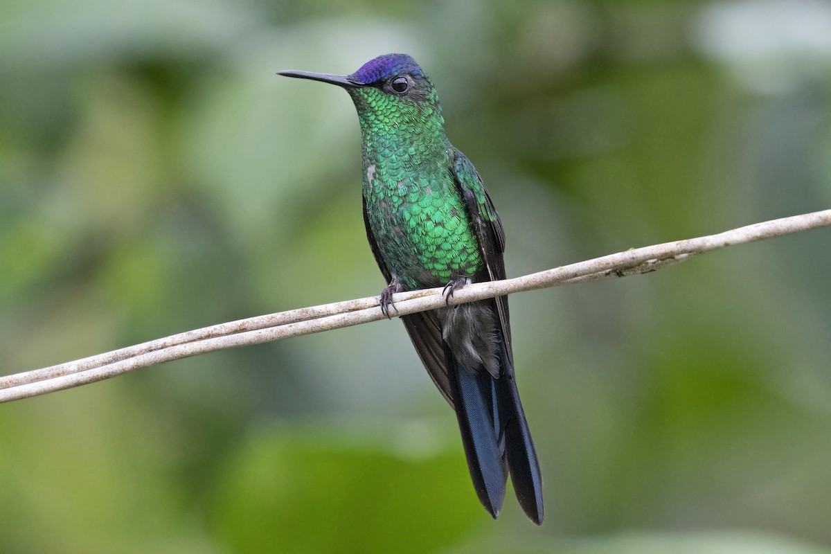 kolibřík fialovotemenný - ML134362861