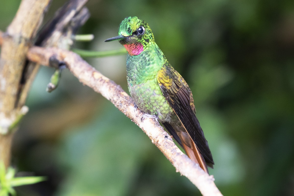 kolibřík brazilský - ML134363131