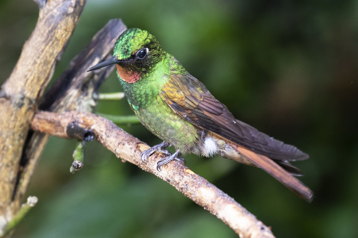 kolibřík brazilský - ML134363411