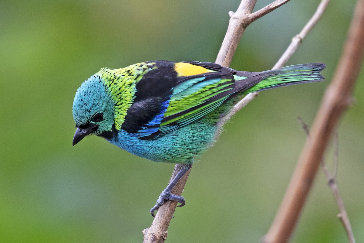 Green-headed Tanager - ML134363701
