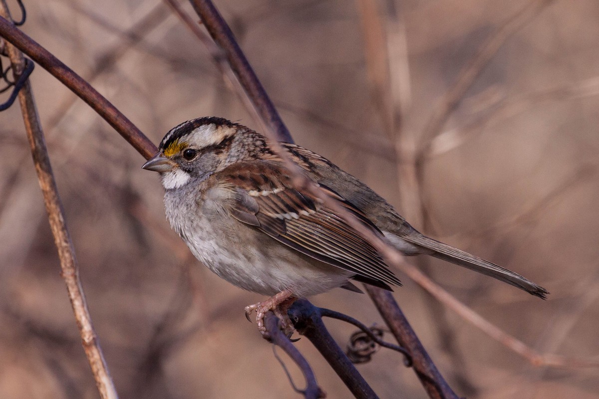 White-throated Sparrow - Bill Davis