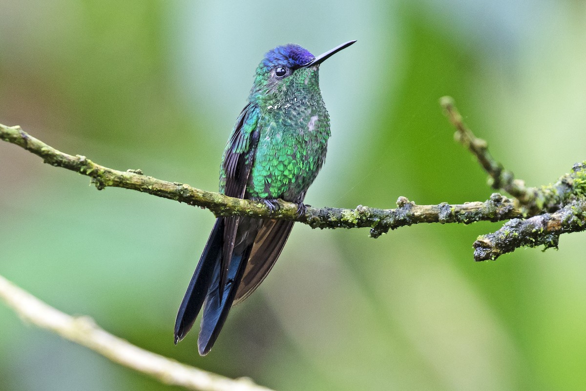 kolibřík fialovotemenný - ML134364001