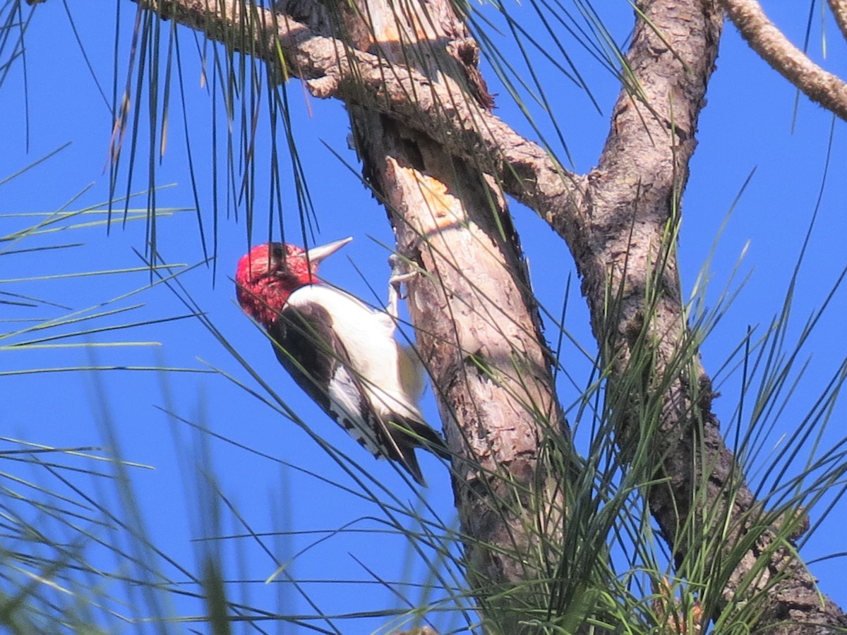 Red-headed Woodpecker - ML134364781