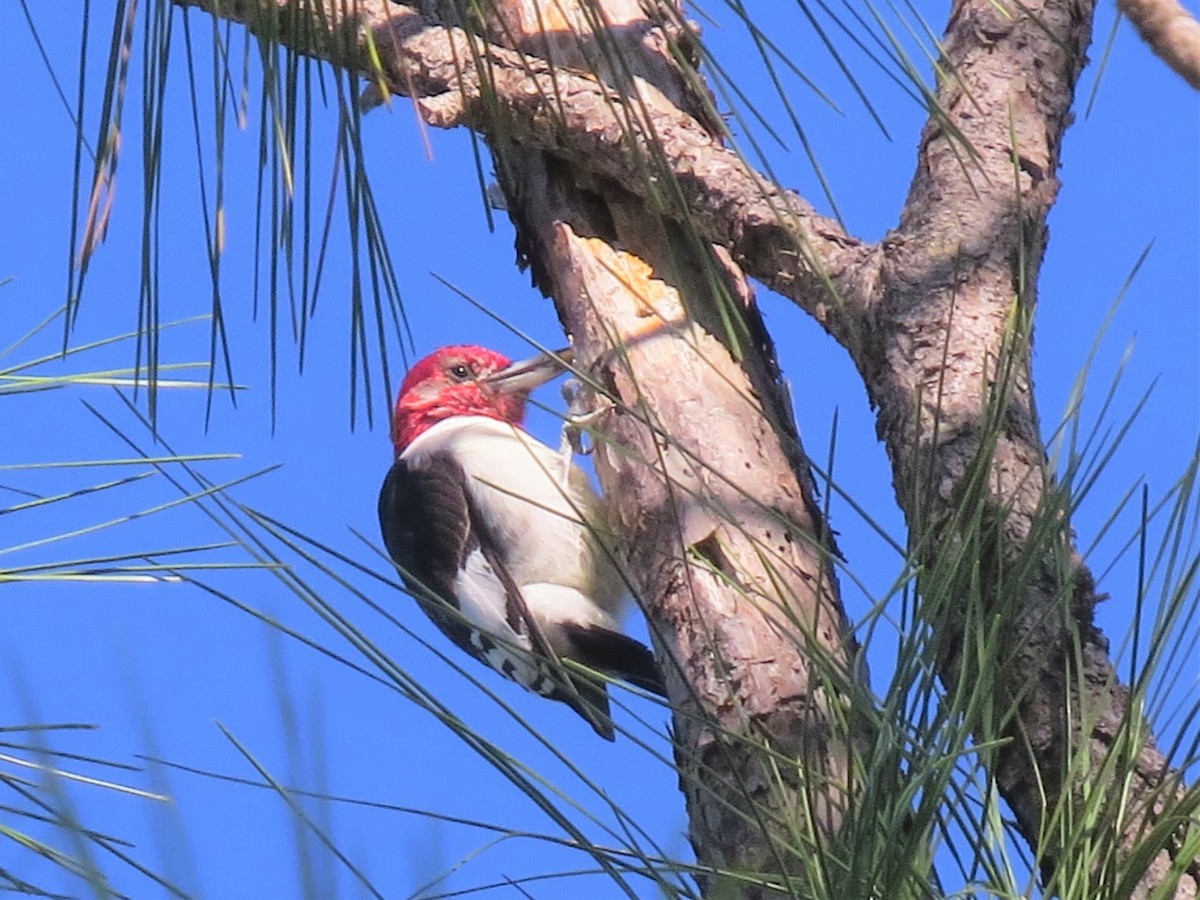 Red-headed Woodpecker - ML134364791