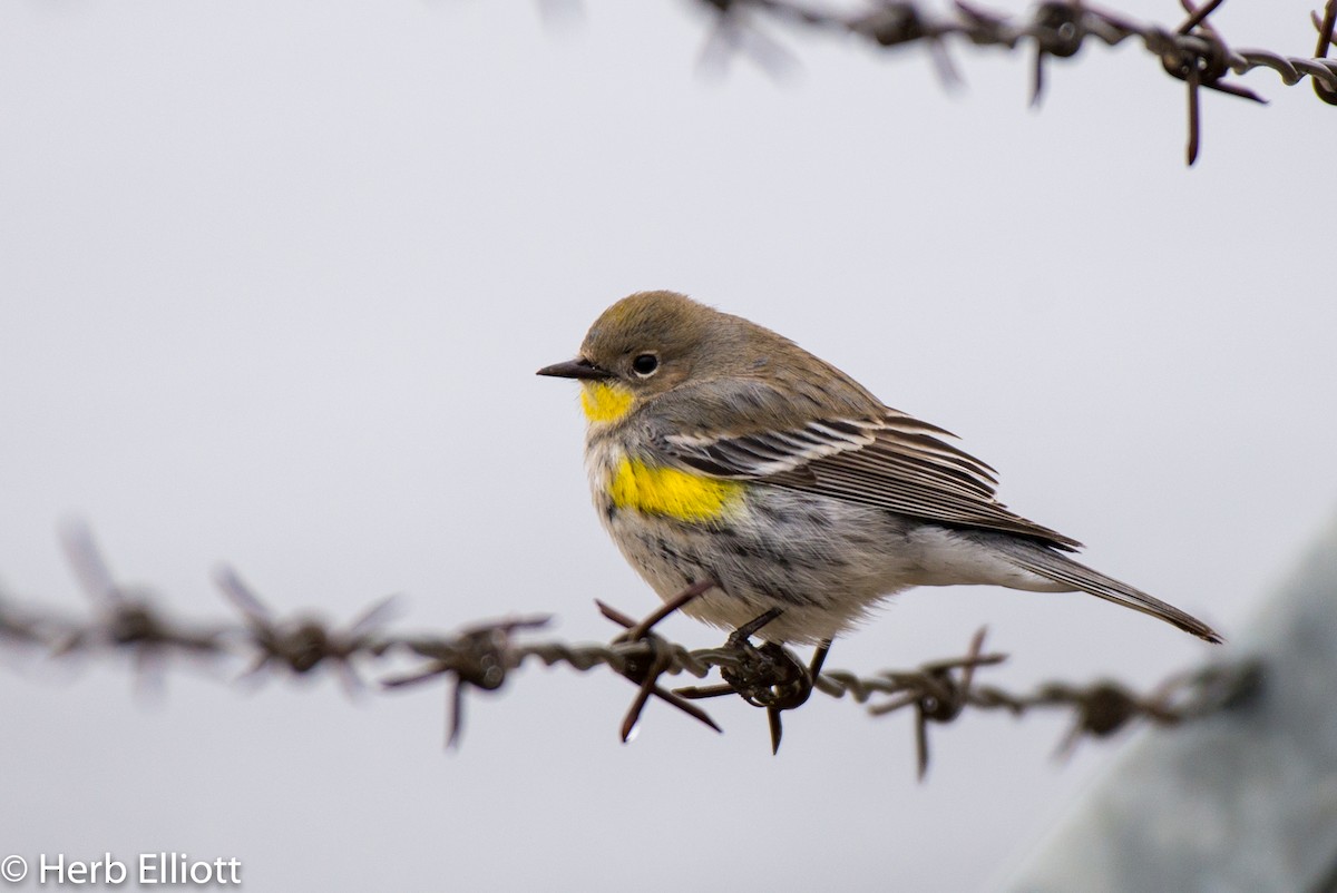 Yellow-rumped Warbler (Audubon's) - ML134367461