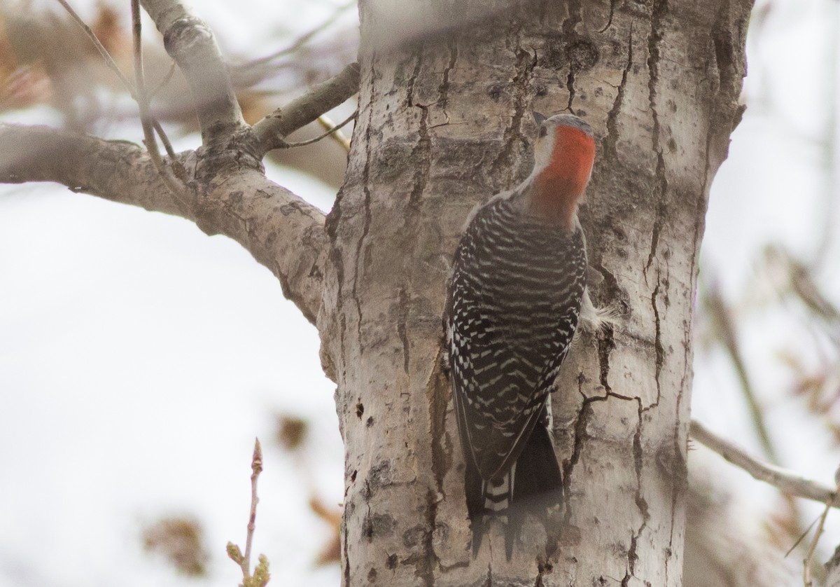 Red-bellied Woodpecker - ML134370431