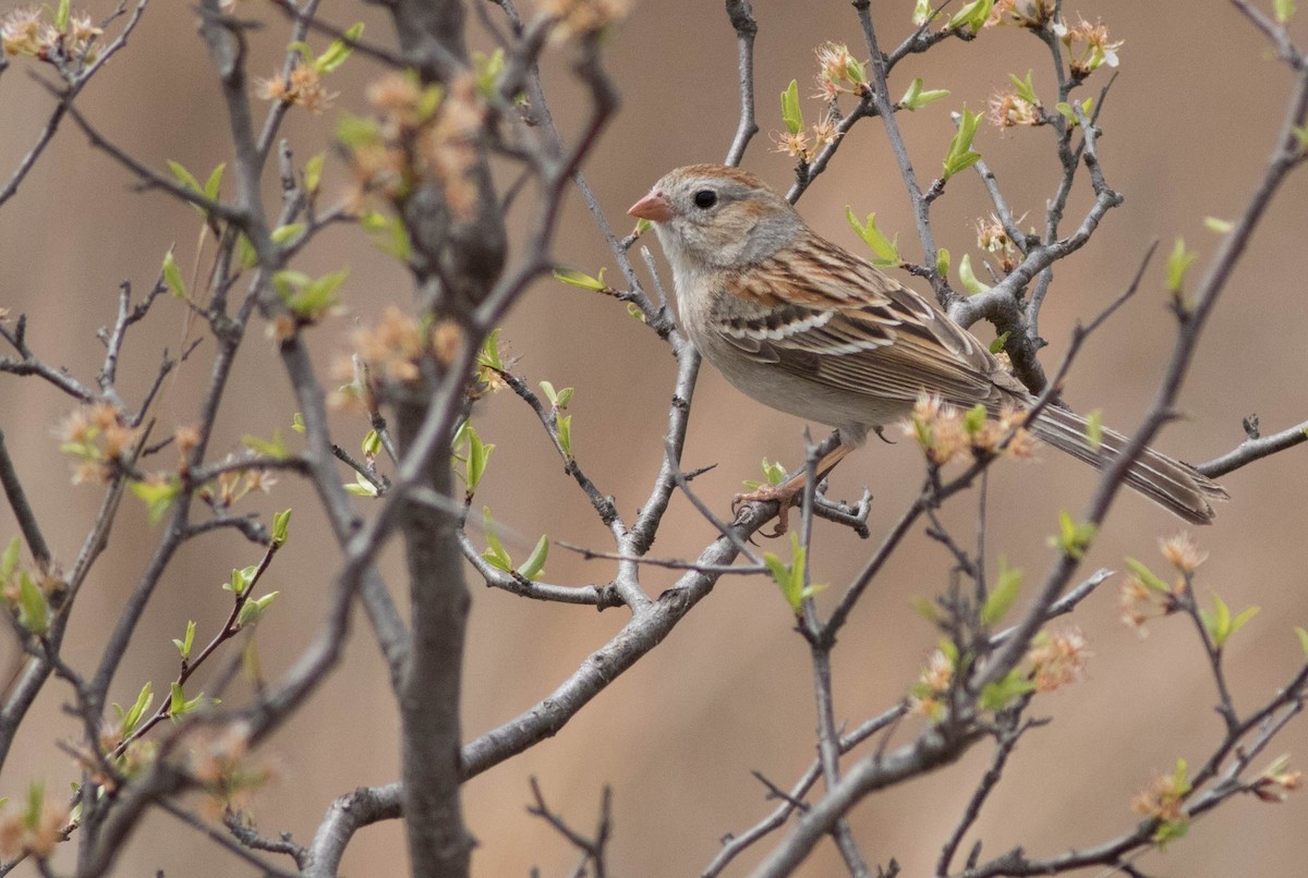 Field Sparrow - Joachim Bertrands