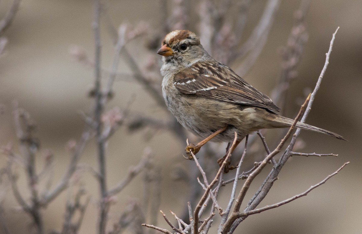 White-crowned Sparrow - Joachim Bertrands