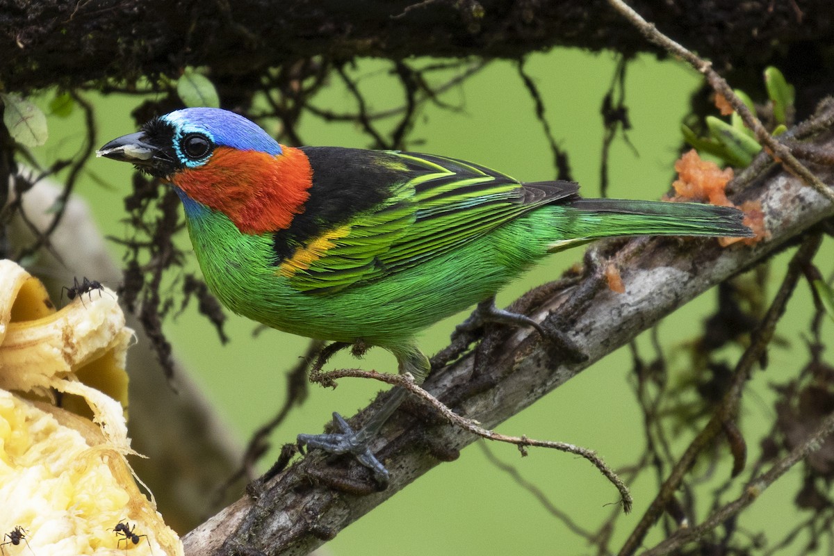 Red-necked Tanager - ML134372381