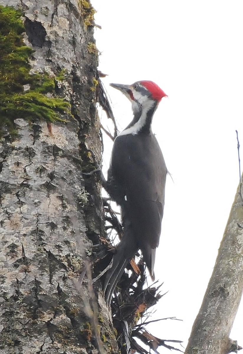 Pileated Woodpecker - ML134372421