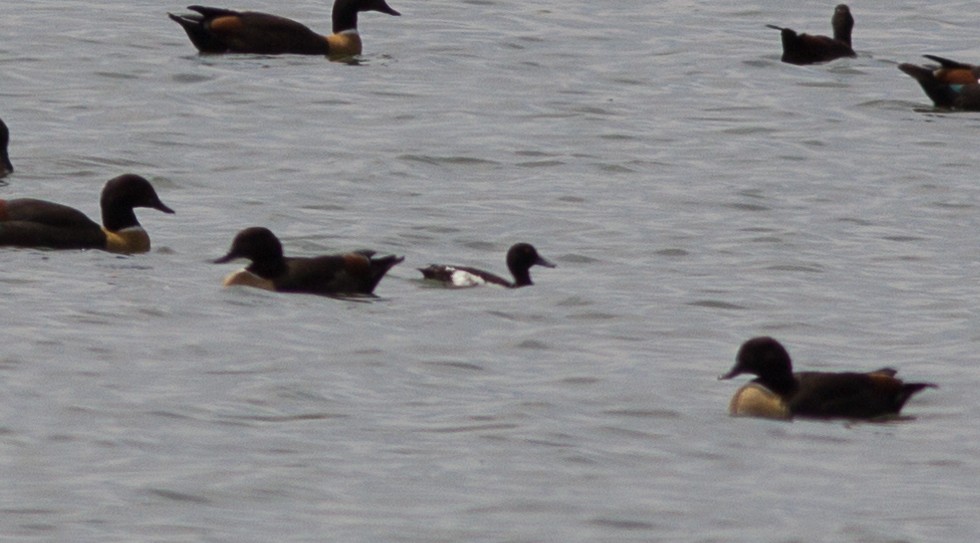 Tufted Duck - Richard and Margaret Alcorn
