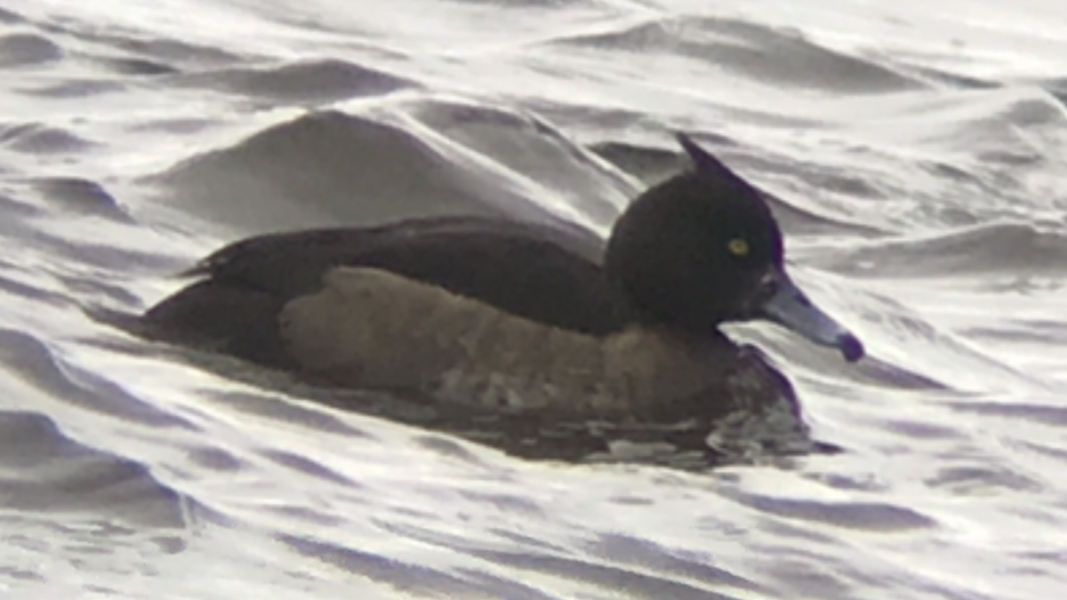 Tufted Duck - ML134373001