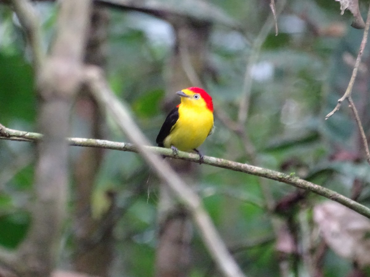 Wire-tailed Manakin - Sally Isacco