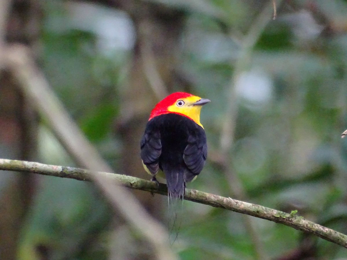 Wire-tailed Manakin - Sally Isacco