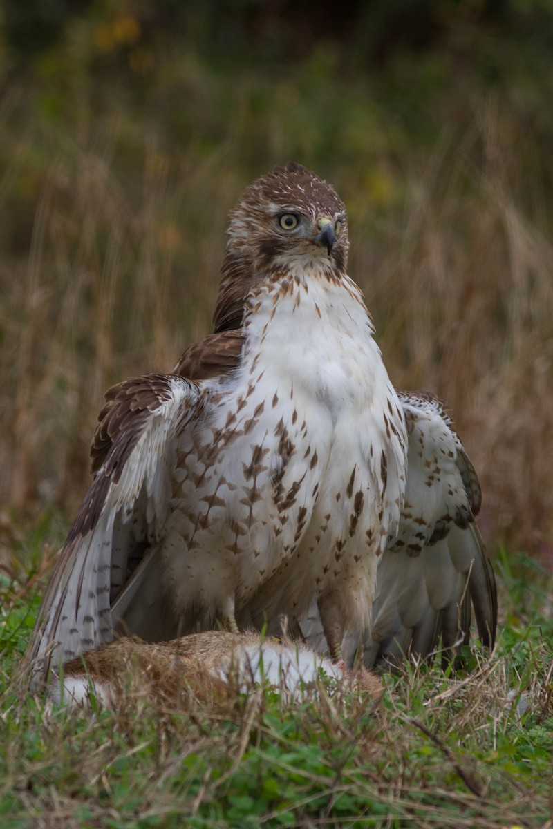 Red-tailed Hawk - Jack Rogers