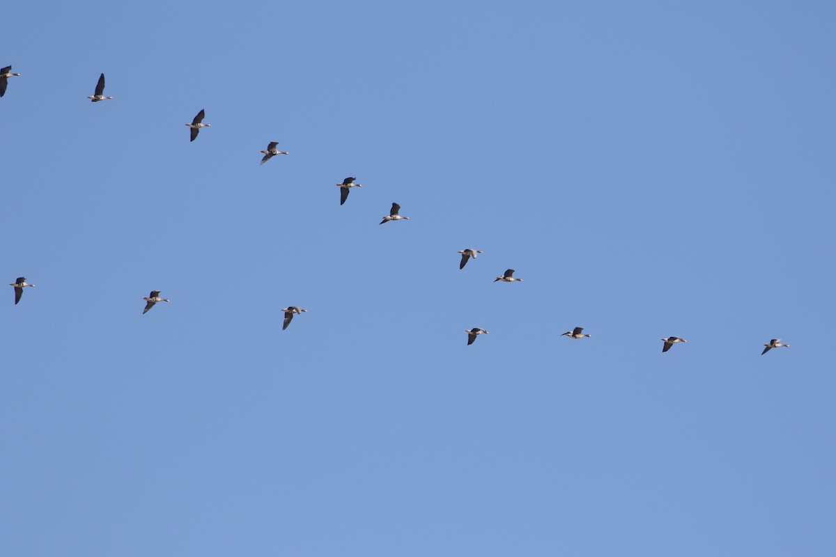 Greater White-fronted Goose - ML134373881