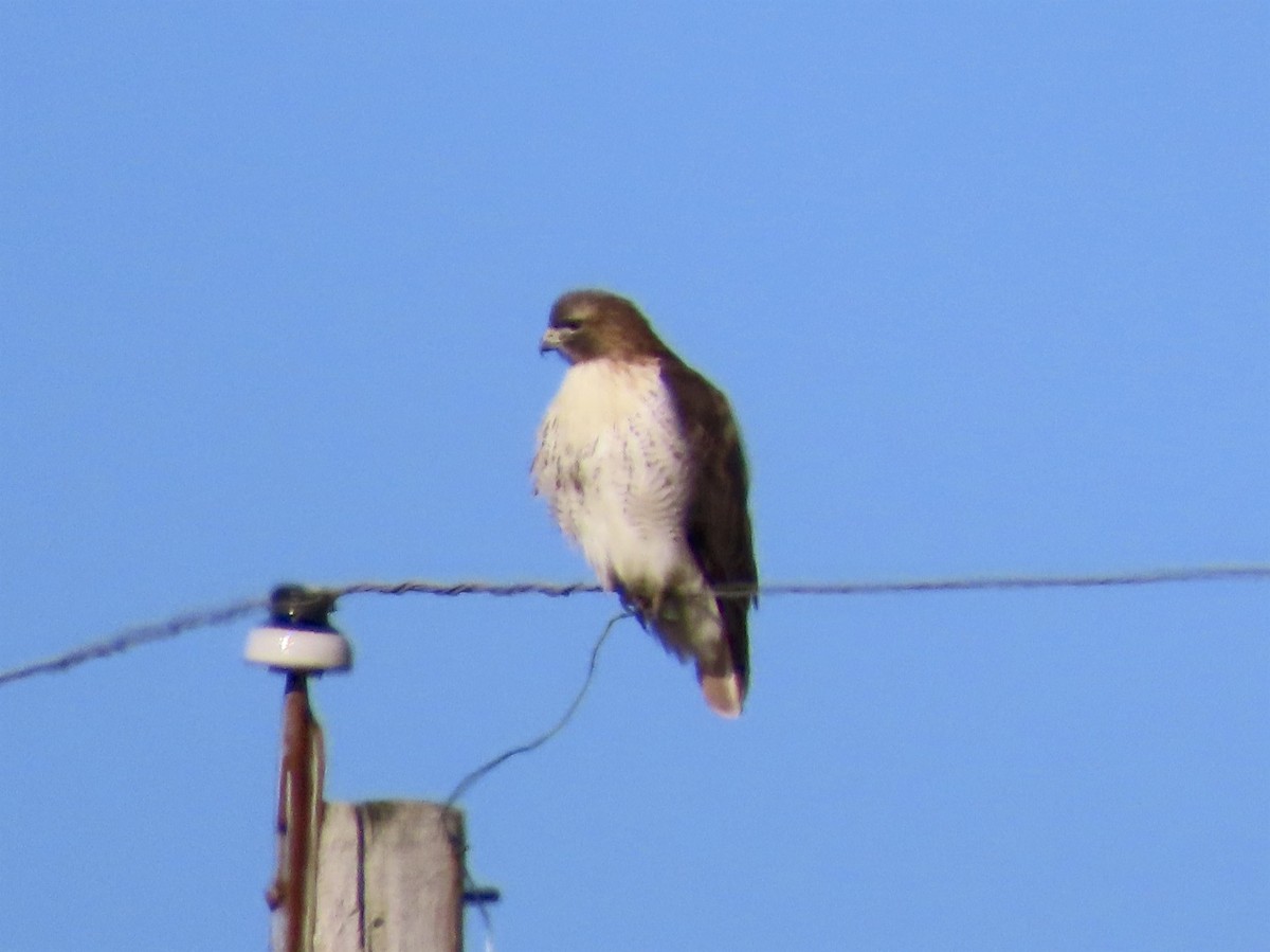 Red-tailed Hawk - ML134374401