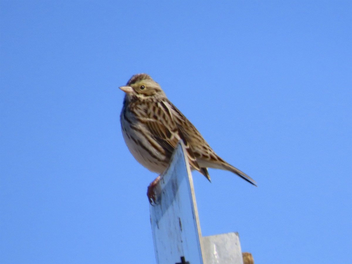 Savannah Sparrow - ML134374491