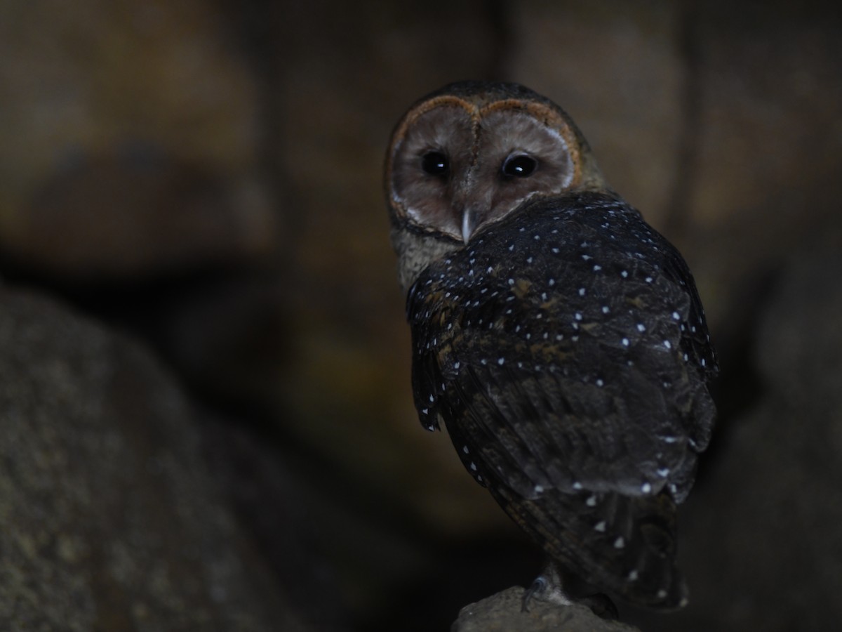 Barn Owl (Galapagos) - Alan Van Norman