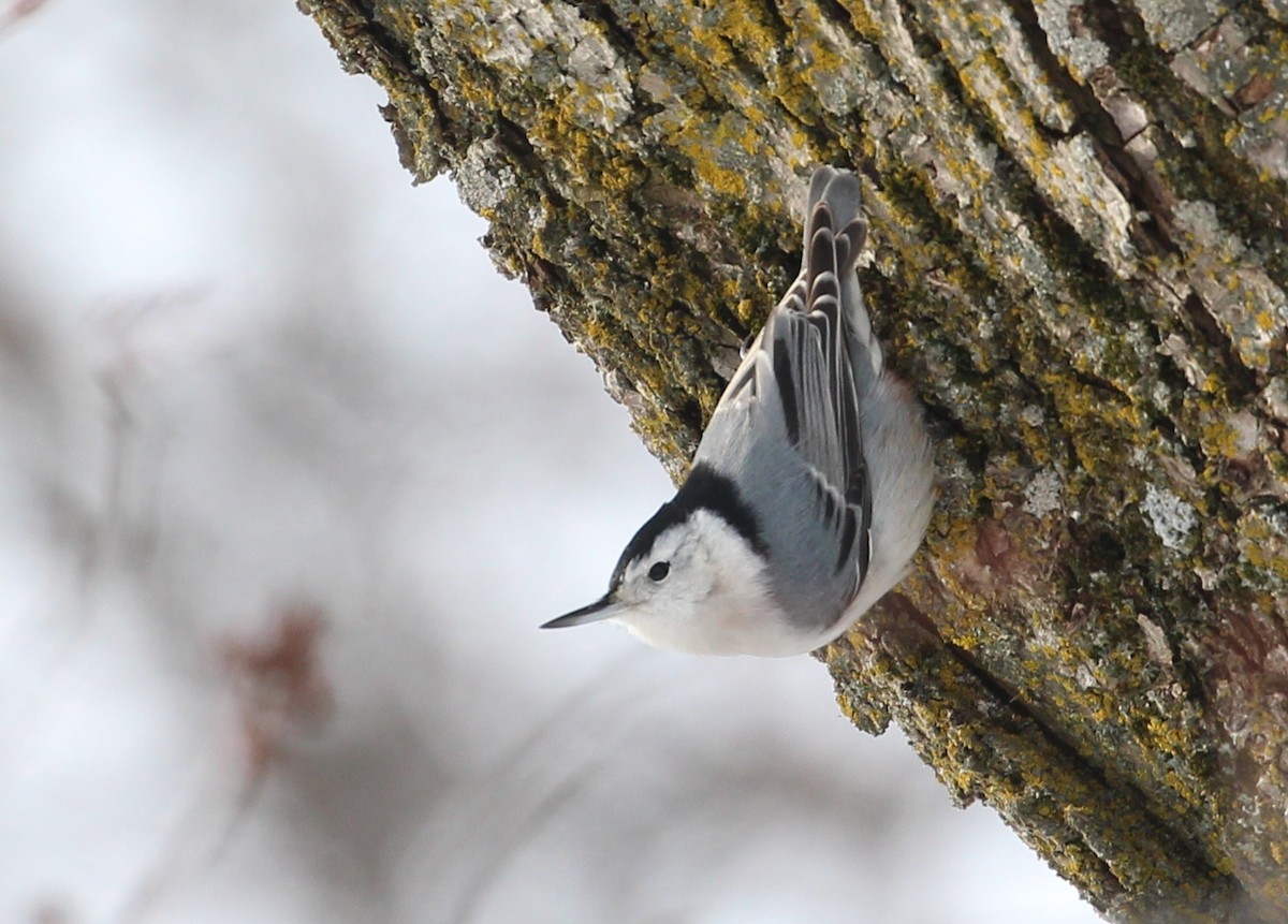 White-breasted Nuthatch - ML134376431