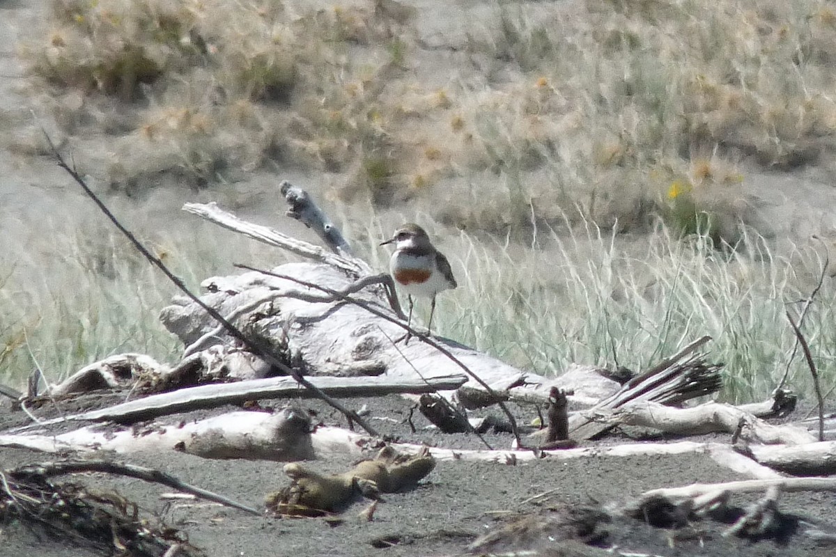 Double-banded Plover - ML134377521