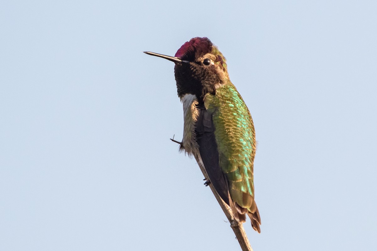 Anna's Hummingbird - ML134380911