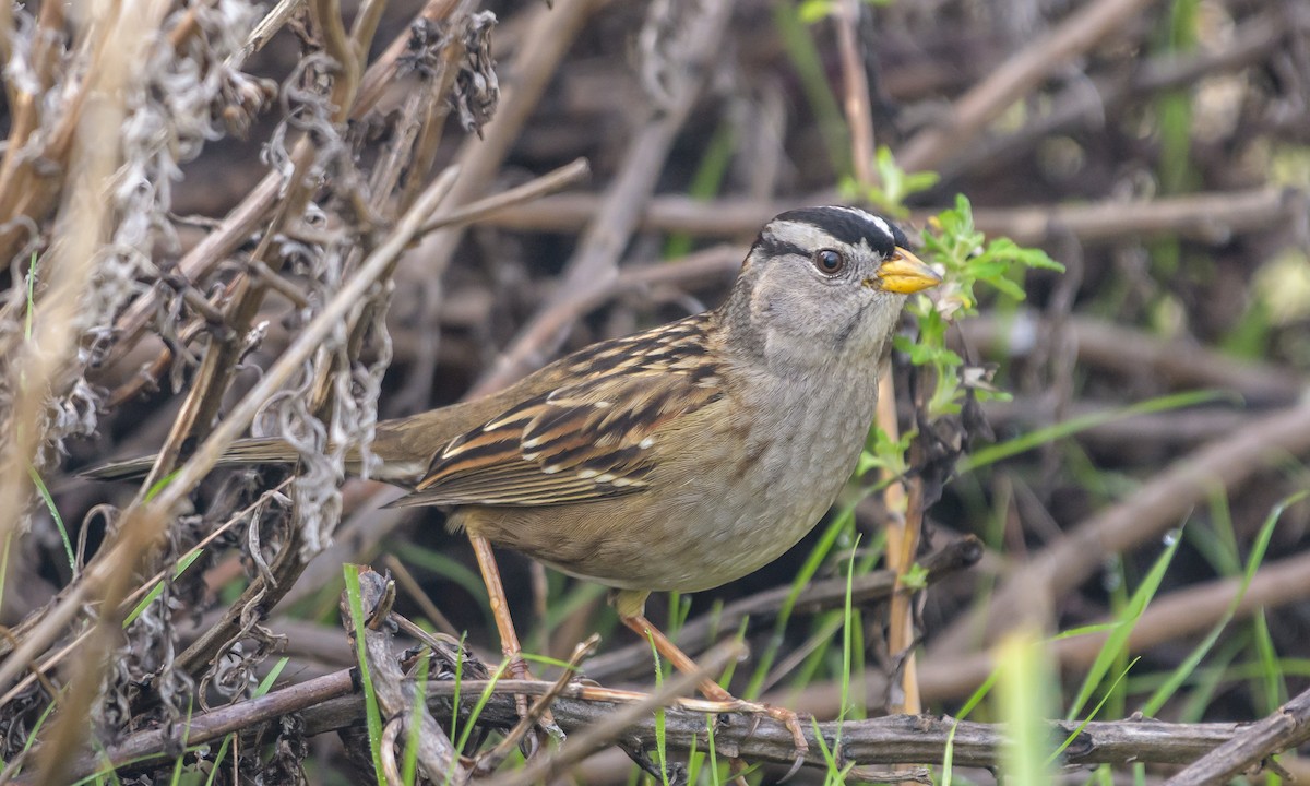 White-crowned Sparrow - ML134382351
