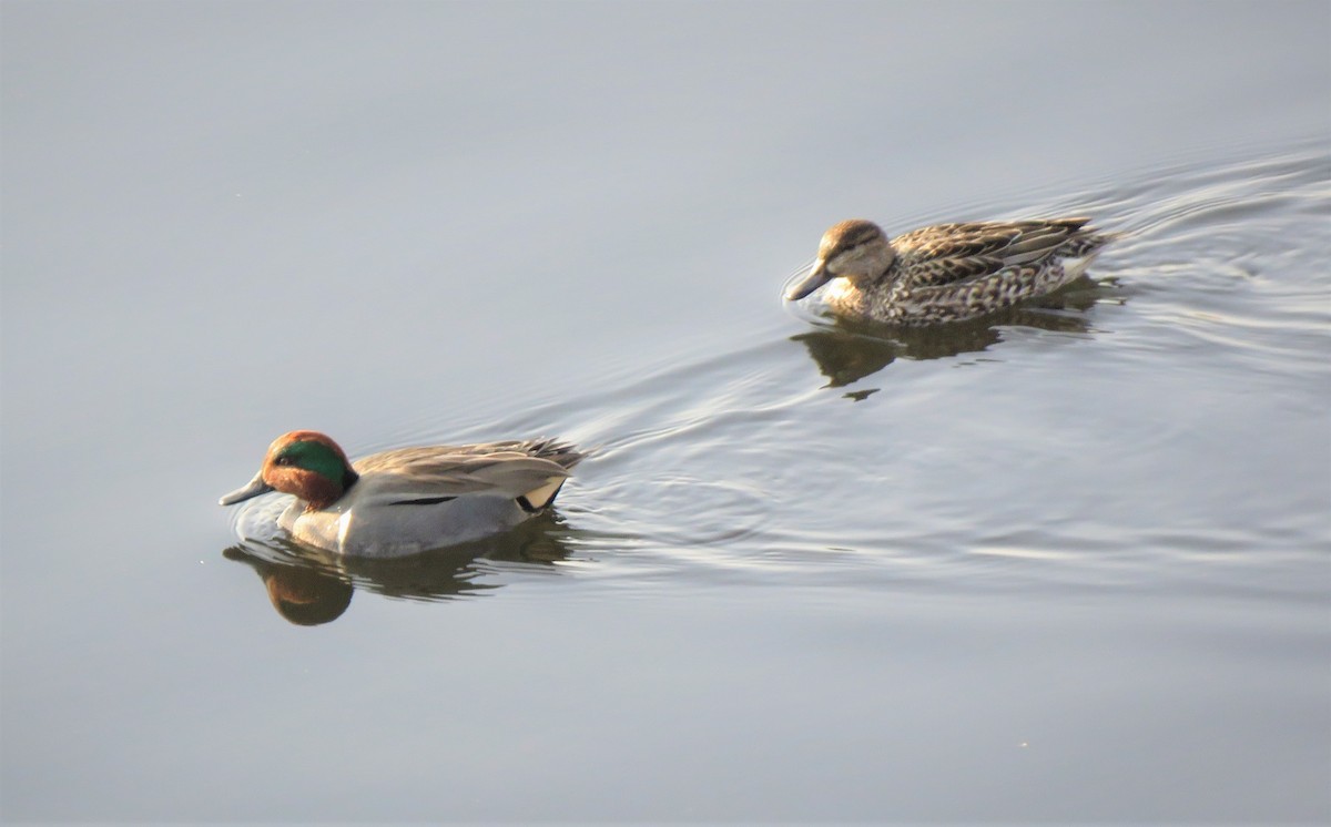 Green-winged Teal - ML134382781