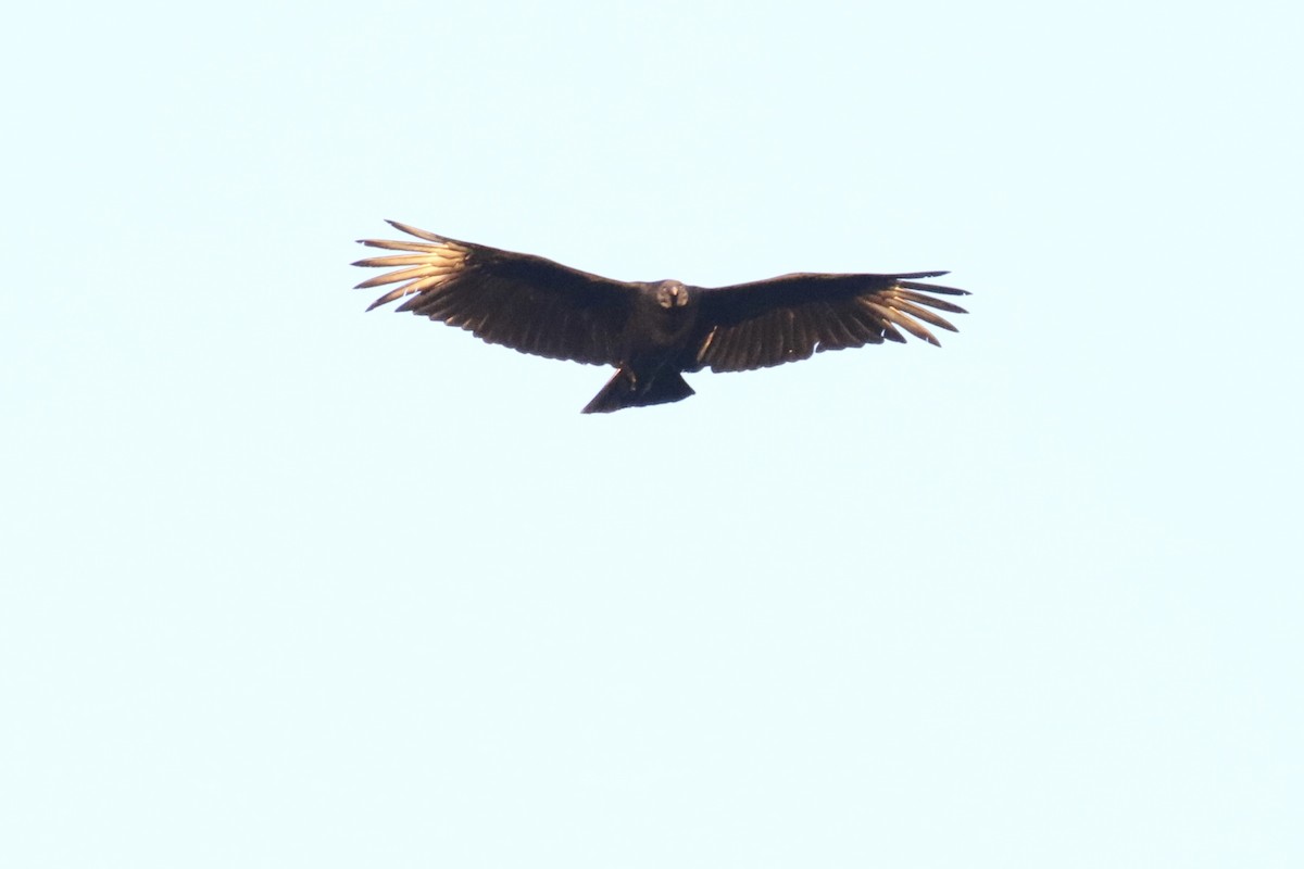Black Vulture - Glen Chapman